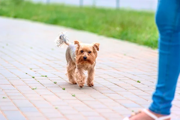 Cute Beige Terrier Walking Street — Stock Photo, Image