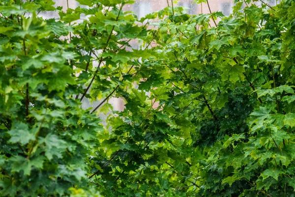 Regentropfen Auf Blättern Von Bäumen — Stockfoto