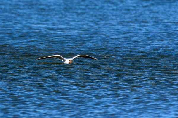 Gull Takes Water — Stock Photo, Image