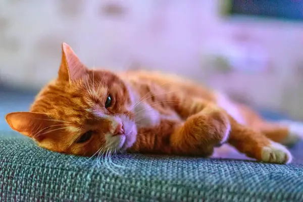 Red Homemade Cat Resting Lying Couch — Stock Photo, Image