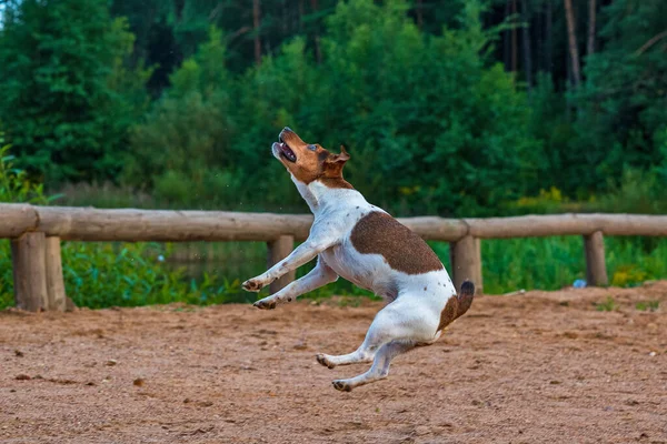 犬は食べ物のためにジャンプします — ストック写真