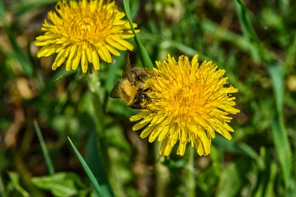 Arı karahindiba nektarını toplar.