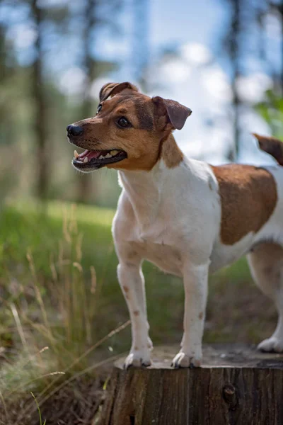 Jack Russell Terrier stands in the forest on a stump. Close-up photographed.