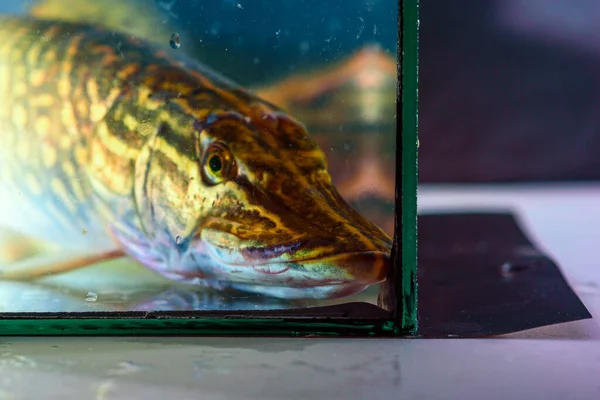 在家庭水族馆的特写镜头里吃Pike — 图库照片