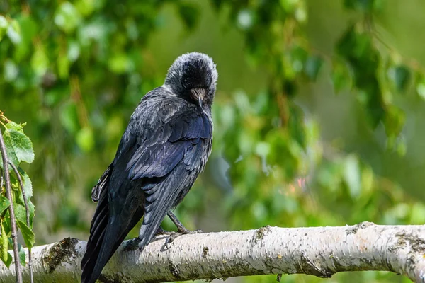 Corbeau Noir Sullen Assis Sur Une Branche Bouleau Été — Photo