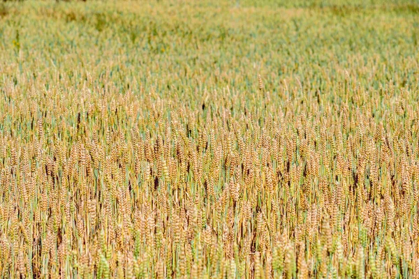 Tarwe Field Texture Achtergrond — Stockfoto