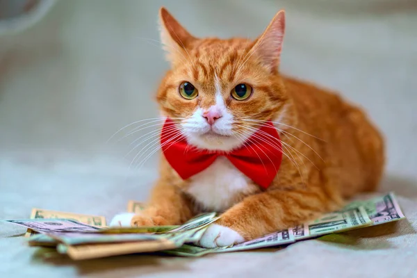 Rode Kat Veel Bankbiljetten — Stockfoto