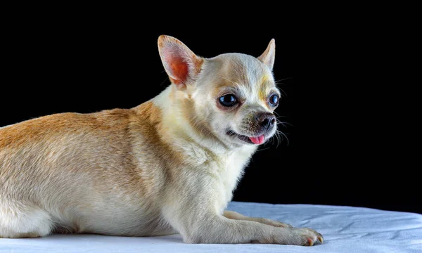 Retrato Chihuahua Fundo Preto — Fotografia de Stock