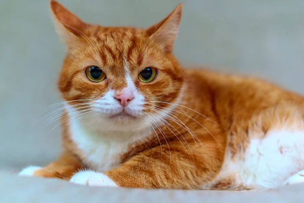 Vue Rapprochée Sur Chat Rouge Couché Sur Fond Blanc — Photo