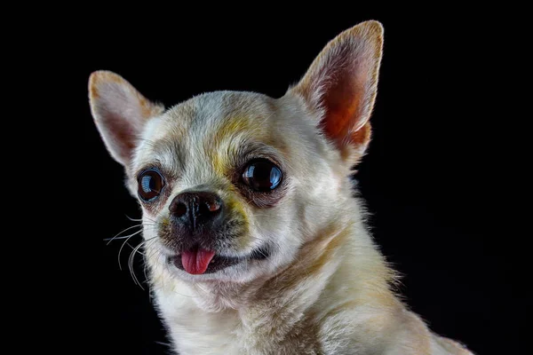 Retrato Chihuahua Sobre Fondo Negro —  Fotos de Stock