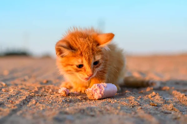 Gatito Rojo Come Una Salchicha — Foto de Stock