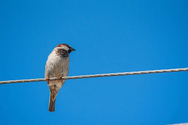 Sparrow Zit Een Stroomkabel Gefotografeerde Close — Stockfoto