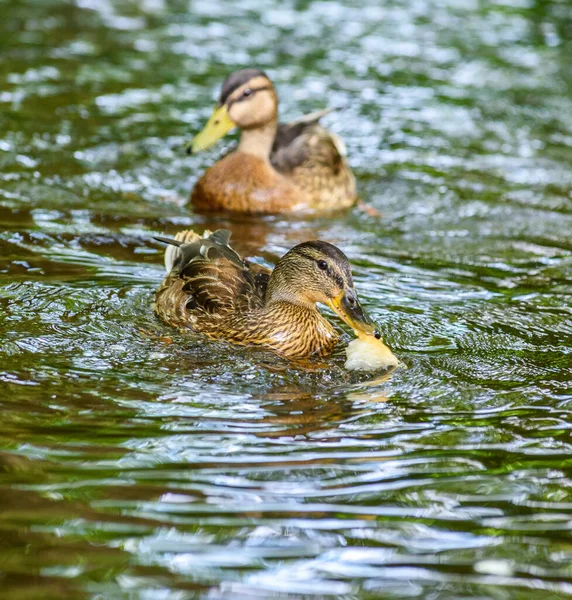 Patos Nadam Lagoa — Fotografia de Stock