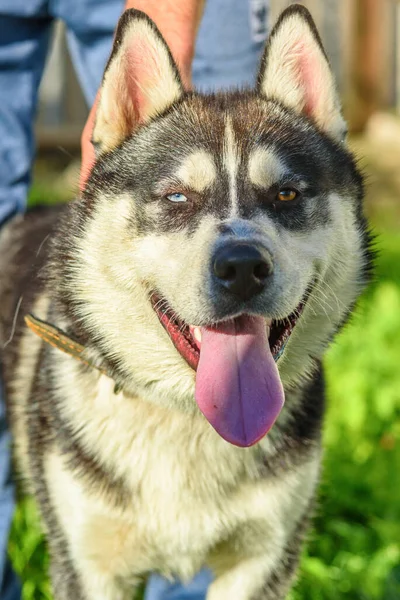 Close Portret Van Siberische Husky — Stockfoto