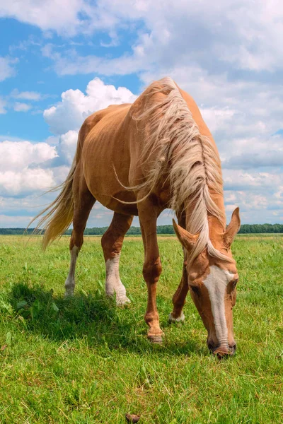 Bir yaz günü çayırda at otlatıyor..