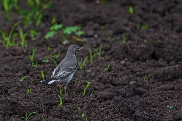 鳥が耕作場に座っている 写真のクローズアップ — ストック写真