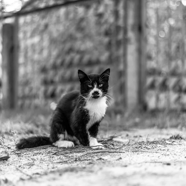 Cat black and white