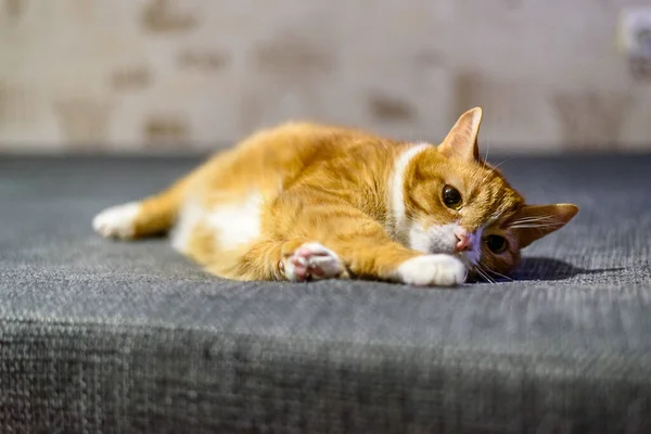 Kanepede Yatan Düşünceli Kedisi — Stok fotoğraf