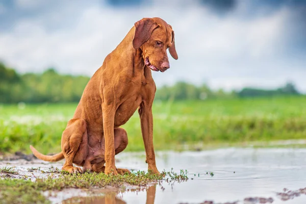 一只悲伤的狗站在田里的水坑里 — 图库照片