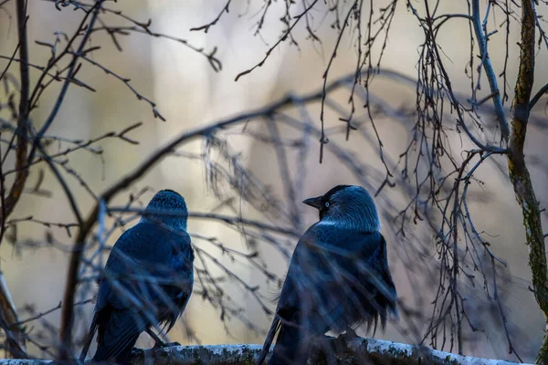 Vrána Sedí Stromě Mezi Větvemi — Stock fotografie