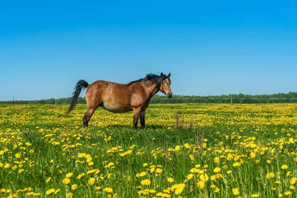 Лошади Пасутся Поле Одуванчиками — стоковое фото