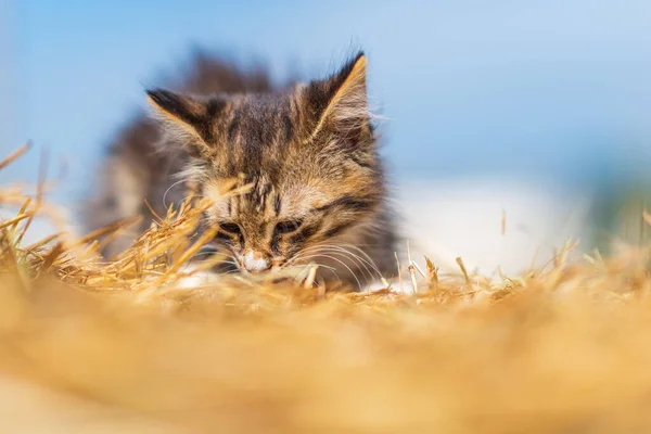 Portret Van Een Dakloze Kitten Close Tegen Lucht — Stockfoto