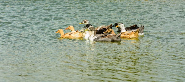 연못에서 헤엄치는 집오리들 — 스톡 사진