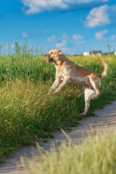 Fawn Labrador Jugando Con Una Pelota Campo Verano — Foto de Stock