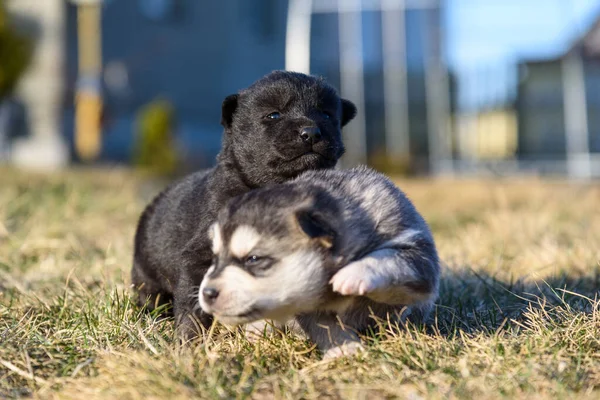 Deux Petits Chiots Plein Air — Photo