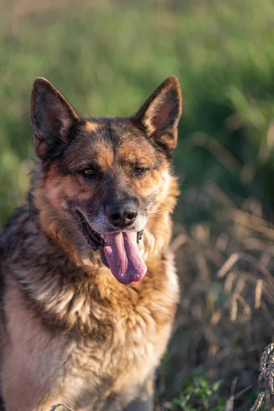 Yaz Tarlasında Bir Alman Çoban Köpeği Portresi — Stok fotoğraf