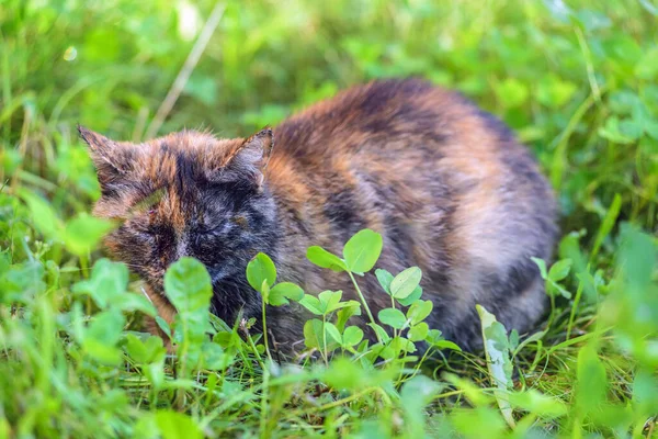 Kedi Çimenlerde Uyuyor — Stok fotoğraf