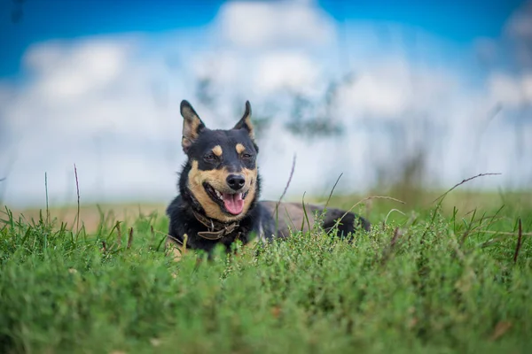 Vakthund Lurar Gräset Fotograferad Närbild — Stockfoto