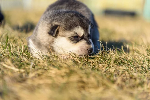 Çimlerin üzerinde küçük bir köpek yavrusu portresi.