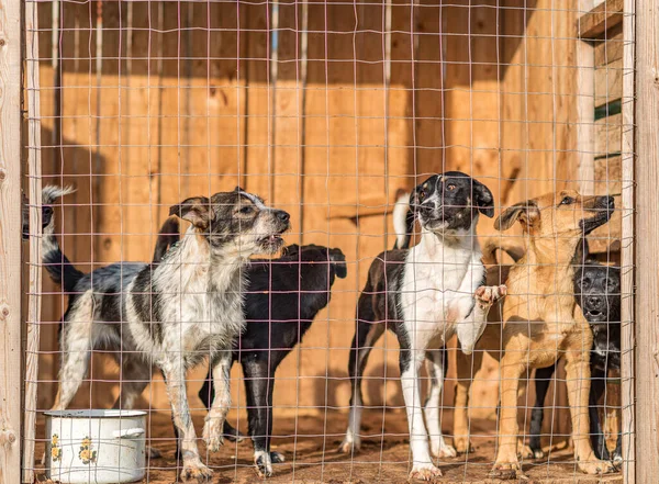 Kafeste bir sürü köpek var. Yakın mesafeden çekilmiş..