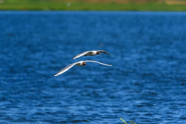 Duas Gaivotas Estão Voando Sobre Lago — Fotografia de Stock