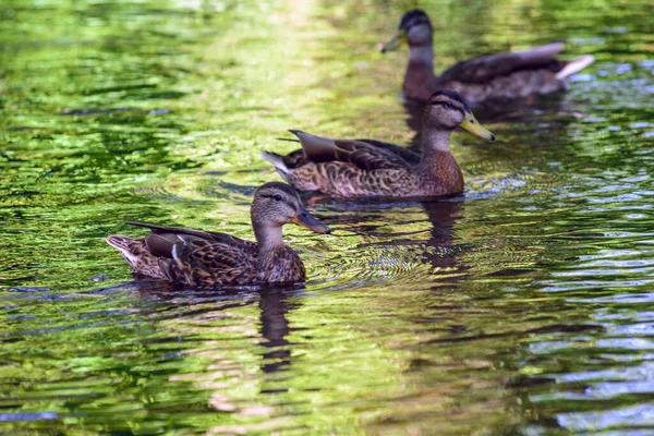 Patos Nadam Uma Lagoa Sombra — Fotografia de Stock