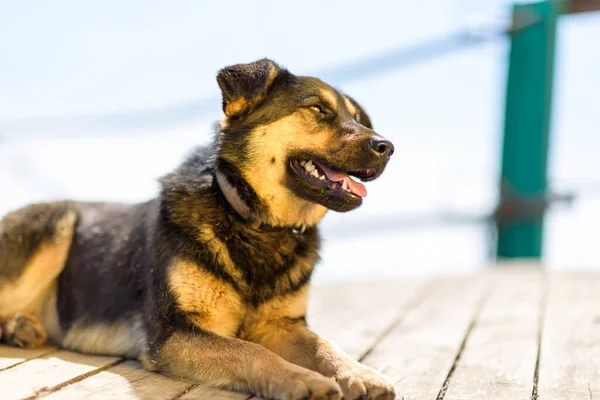 Herrelös Hund Badar Solen Träplankor — Stockfoto