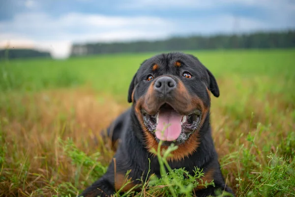 Çayırdaki Genç Bir Rottweiler Portresi Fotoğraflı Yakın Plan — Stok fotoğraf