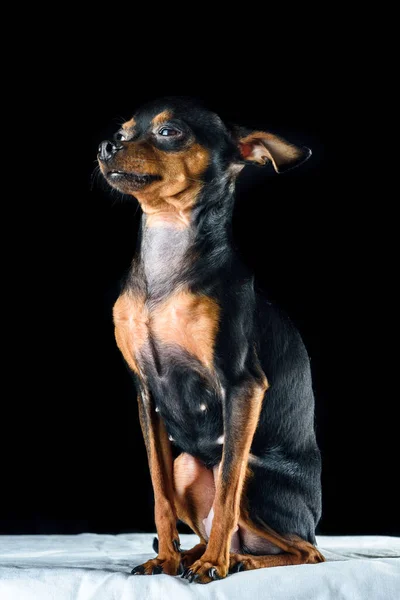 Portré Egy Játék Terrier Stúdióban Egy Fekete Háttér — Stock Fotó