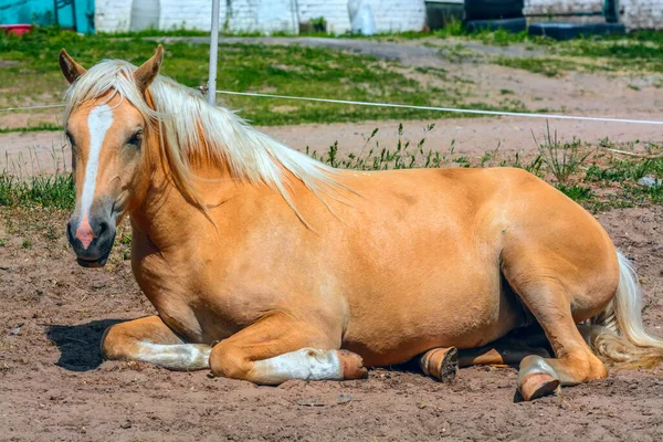 Życie Koni Farmie Ziemi Leży Beżowy Koń — Zdjęcie stockowe