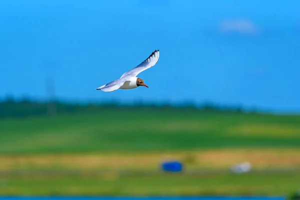 Belamente Vista Gaivota Voadora — Fotografia de Stock