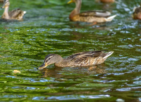 Enten Schwimmen Teich — Stockfoto