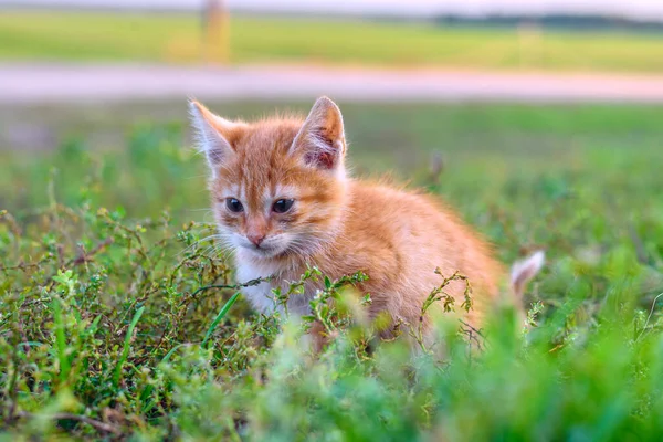 草の上の小さな生姜猫の眺め — ストック写真