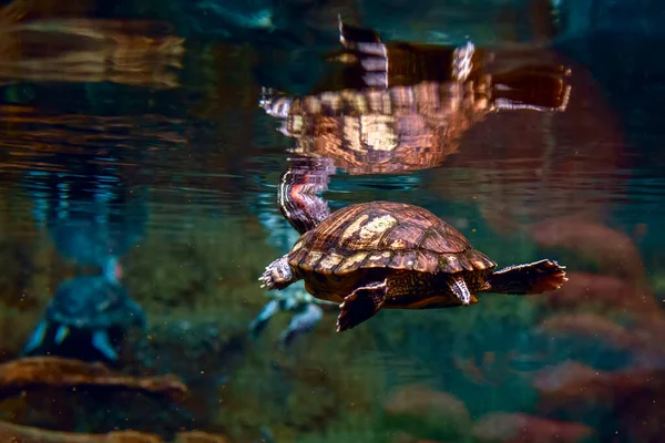 Черепаха Плавает Аквариуме — стоковое фото