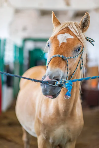 Paard Aan Lijn Stal — Stockfoto
