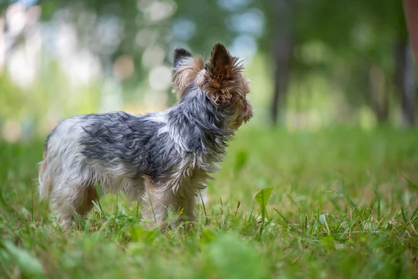 Terrier Juega Césped Del Parque Primer Plano Fotografiado —  Fotos de Stock