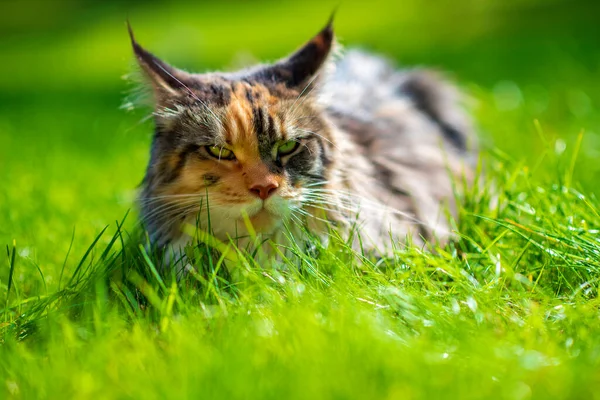 Πορτραίτο Γάτας Στο Πάρκο Φωτογραφημένο Κοντινό Πλάνο — Φωτογραφία Αρχείου