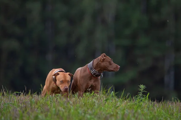 Dos Terriers Pit Bull Enojados Cuellos Cuero Paran Hierba Contra —  Fotos de Stock