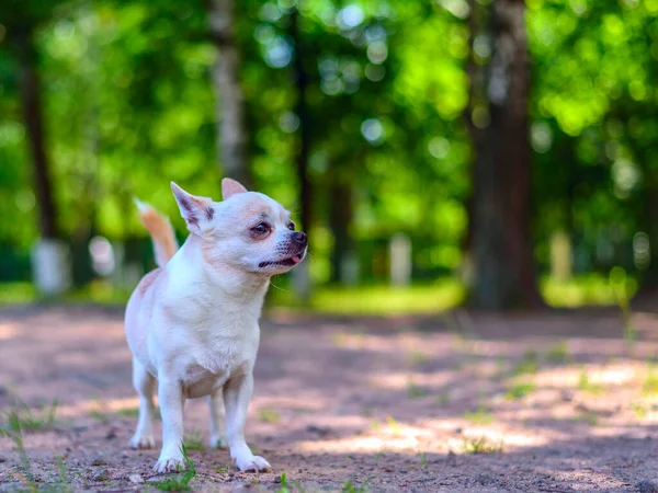 Chihuahua Bahçede Oynuyor — Stok fotoğraf