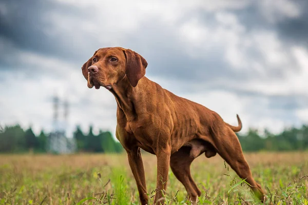 Crouching Hunting Dog Closeup Portrait Hungarian Vyzhly — Stock Photo, Image